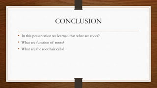 CONCLUSION
• In this presentation we learned that what are roots?
• What are function of roots?
• What are the root hair cells?
 