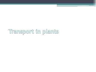 Transport in plants 