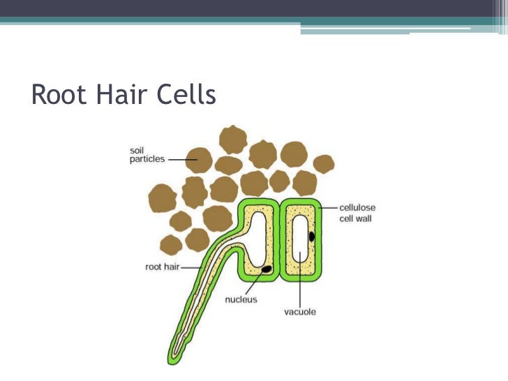 77 Cute What is the root of hair called for Women