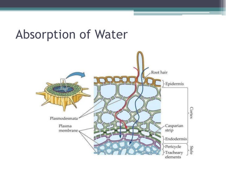 Root hair cells and water transport