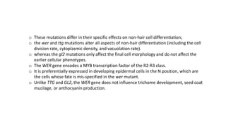 o These mutations differ in their specific effects on non-hair cell differentiation;
o the wer and ttg mutations alter all aspects of non-hair differentiation (including the cell
division rate, cytoplasmic density, and vacuolation rate).
o whereas the gl2 mutations only affect the final cell morphology and do not affect the
earlier cellular phenotypes.
o The WER gene encodes a MYB transcription factor of the R2-R3 class.
o It is preferentially expressed in developing epidermal cells in the N position, which are
the cells whose fate is mis-specified in the wer mutant.
o Unlike TTG and GL2, the WER gene does not influence trichome development, seed coat
mucilage, or anthocyanin production.
 