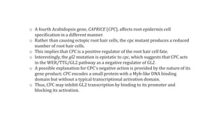 o A fourth Arabidopsis gene, CAPRICE (CPC), affects root epidermis cell
specification in a different manner.
o Rather than causing ectopic root hair cells, the cpc mutant produces a reduced
number of root hair cells.
o This implies that CPC is a positive regulator of the root hair cell fate.
o Interestingly, the gl2 mutation is epistatic to cpc, which suggests that CPC acts
in the WER/TTG/GL2 pathway as a negative regulator of GL2.
o A possible explanation for CPC's negative action is provided by the nature of its
gene product; CPC encodes a small protein with a Myb-like DNA binding
domain but without a typical transcriptional activation domain.
o Thus, CPC may inhibit GL2 transcription by binding to its promoter and
blocking its activation.
 
