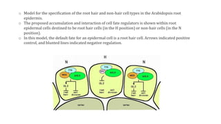 o Model for the specification of the root hair and non-hair cell types in the Arabidopsis root
epidermis.
o The proposed accumulation and interaction of cell fate regulators is shown within root
epidermal cells destined to be root hair cells (in the H position) or non-hair cells (in the N
position).
o In this model, the default fate for an epidermal cell is a root hair cell. Arrows indicated positive
control, and blunted lines indicated negative regulation.
 