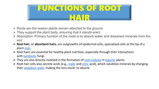 Roots are the reason plants remain attached to the ground.
 They support the plant body, ensuring that it stands erect.
 Absorption: Primary function of the roots is to absorb water and dissolved minerals from the
soil.
 Root hair, or absorbent hairs, are outgrowths of epidermal cells, specialized cells at the tip of a
plant root.
 Root hairs are essential for healthy plant nutrition, especially through their interactions
with symbiotic fungi.
 They are also directly involved in the formation of root nodules in legume plants.
 Root hair cells also secrete acids (e.g., malic and citric acid), which solubilize minerals by changing
their oxidation state, making the ions easier to absorb.
FUNCTIONS OF ROOT
HAIR
 