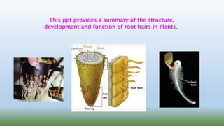 This ppt provides a summary of the structure,
development and function of root hairs in Plants.
 