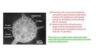  Root hair cells are present outside the
intercellular space between underlying
cortical cells (epidermal cells located
outside an anticlinal cortical cell wall;
the “H” position),
 whereas non-hair cells exist over a
single cortical cell (epidermal cells
located outside a periclinal cortical cell
wall; the “N” position).
Three hairs are visible in this section; the other
cells in the H position possess hairs that are located
outside the field of view
 