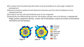  It is known that the patterning information must be provided at an early stage in epidermis
development,
 because immature epidermal cells destined to become root-hair cells (trichoblasts) can be
distinguished from
 immature non-hair cells (atrichoblasts) prior to hair outgrowth.
 Specifically, the differentiating root-hair cells display a greater rate of cell division, a reduced cell
length, greater cytoplasmic density, a lower rate of vacuolation, unique cell surface ornamentation
and distinct cell wall epitopes.
 