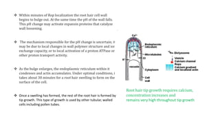  Within minutes of Rop localization the root hair cell wall
begins to bulge out. At the same time the pH of the wall falls.
This pH change may activate expansin proteins that catalyze
wall loosening.
 The mechanism responsible for the pH change is uncertain; it
may be due to local changes in wall polymer structure and ion
exchange capacity, or to local activation of a proton ATPase or
other proton transport activity.
 As the bulge enlarges, the endoplasmic reticulum within it
condenses and actin accumulates. Under optimal conditions, it
takes about 30 minutes for a root hair swelling to form on the
surface of the cell.
 Once a swelling has formed, the rest of the root hair is formed by
tip growth. This type of growth is used by other tubular, walled
cells including pollen tubes.
Root hair tip growth requires calcium,
concentration increases and
remains very high throughout tip growth
 