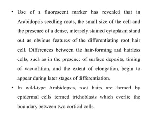 • Use of a fluorescent marker has revealed that in
Arabidopsis seedling roots, the small size of the cell and
the presence of a dense, intensely stained cytoplasm stand
out as obvious features of the differentiating root hair
cell. Differences between the hair-forming and hairless
cells, such as in the presence of surface deposits, timing
of vacuolation, and the extent of elongation, begin to
appear during later stages of differentiation.
• In wild-type Arabidopsis, root hairs are formed by
epidermal cells termed trichoblasts which overlie the
boundary between two cortical cells.
 
