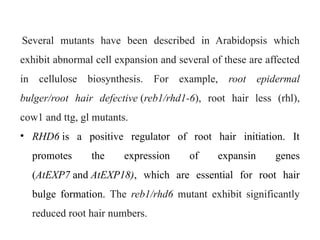 Several mutants have been described in Arabidopsis which
exhibit abnormal cell expansion and several of these are affected
in cellulose biosynthesis. For example, root epidermal
bulger/root hair defective (reb1/rhd1-6), root hair less (rhl),
cow1 and ttg, gl mutants.
• RHD6 is a positive regulator of root hair initiation. It
promotes the expression of expansin genes
(AtEXP7 and AtEXP18), which are essential for root hair
bulge formation. The reb1/rhd6 mutant exhibit significantly
reduced root hair numbers.
 