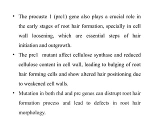 • The procuste 1 (prc1) gene also plays a crucial role in
the early stages of root hair formation, specially in cell
wall loosening, which are essential steps of hair
initiation and outgrowth.
• The prc1 mutant affect cellulose synthase and reduced
cellulose content in cell wall, leading to bulging of root
hair forming cells and show altered hair positioning due
to weakened cell walls.
• Mutation in both rhd and prc genes can distrupt root hair
formation process and lead to defects in root hair
morphology.
 