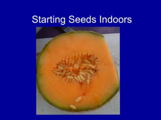 Starting Seeds Indoors 