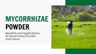 Benefits and Applications
of Mycorrhizae Powder
and Liquid
MYCORRHIZAE
POWDER
 