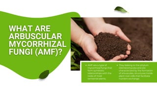 Amf Forms Key Factors When Purchasing Arbuscular Mycorrhizal Fungi | PDF