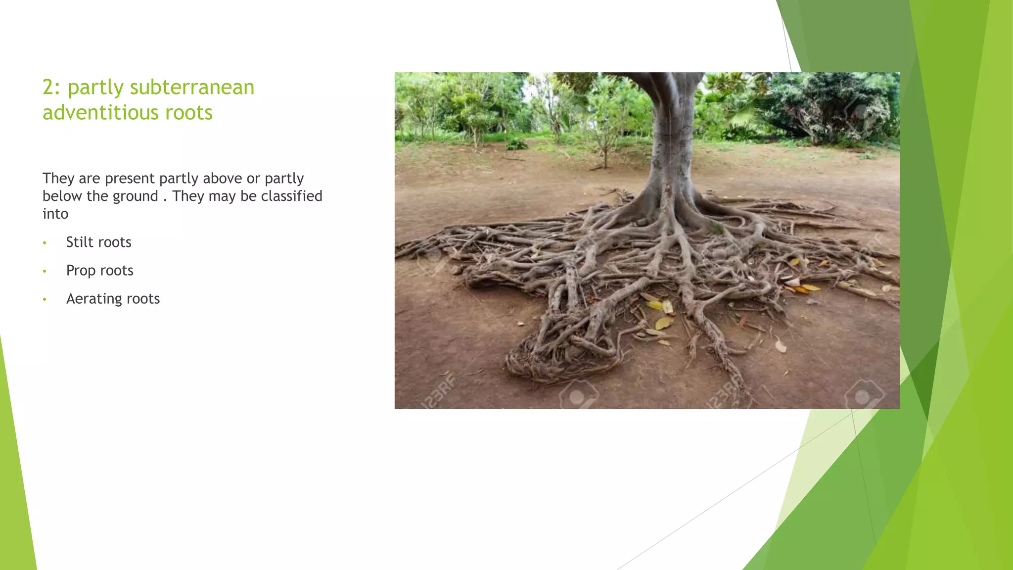2: partly subterranean
adventitious roots
They are present partly above or partly
below the ground . They may be classified
into
• Stilt roots
• Prop roots
• Aerating roots
 
