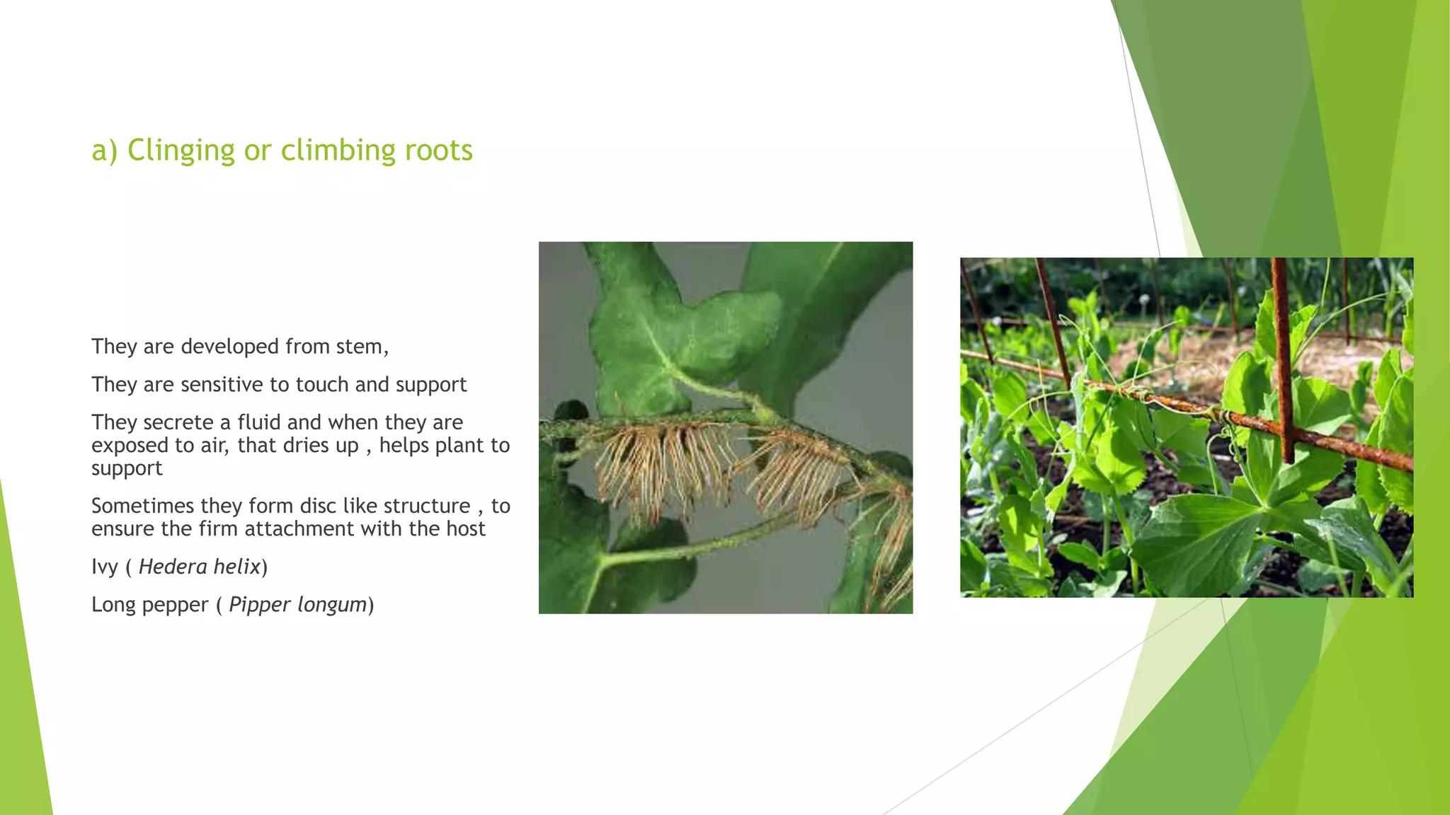 a) Clinging or climbing roots
They are developed from stem,
They are sensitive to touch and support
They secrete a fluid and when they are
exposed to air, that dries up , helps plant to
support
Sometimes they form disc like structure , to
ensure the firm attachment with the host
Ivy ( Hedera helix)
Long pepper ( Pipper longum)
 