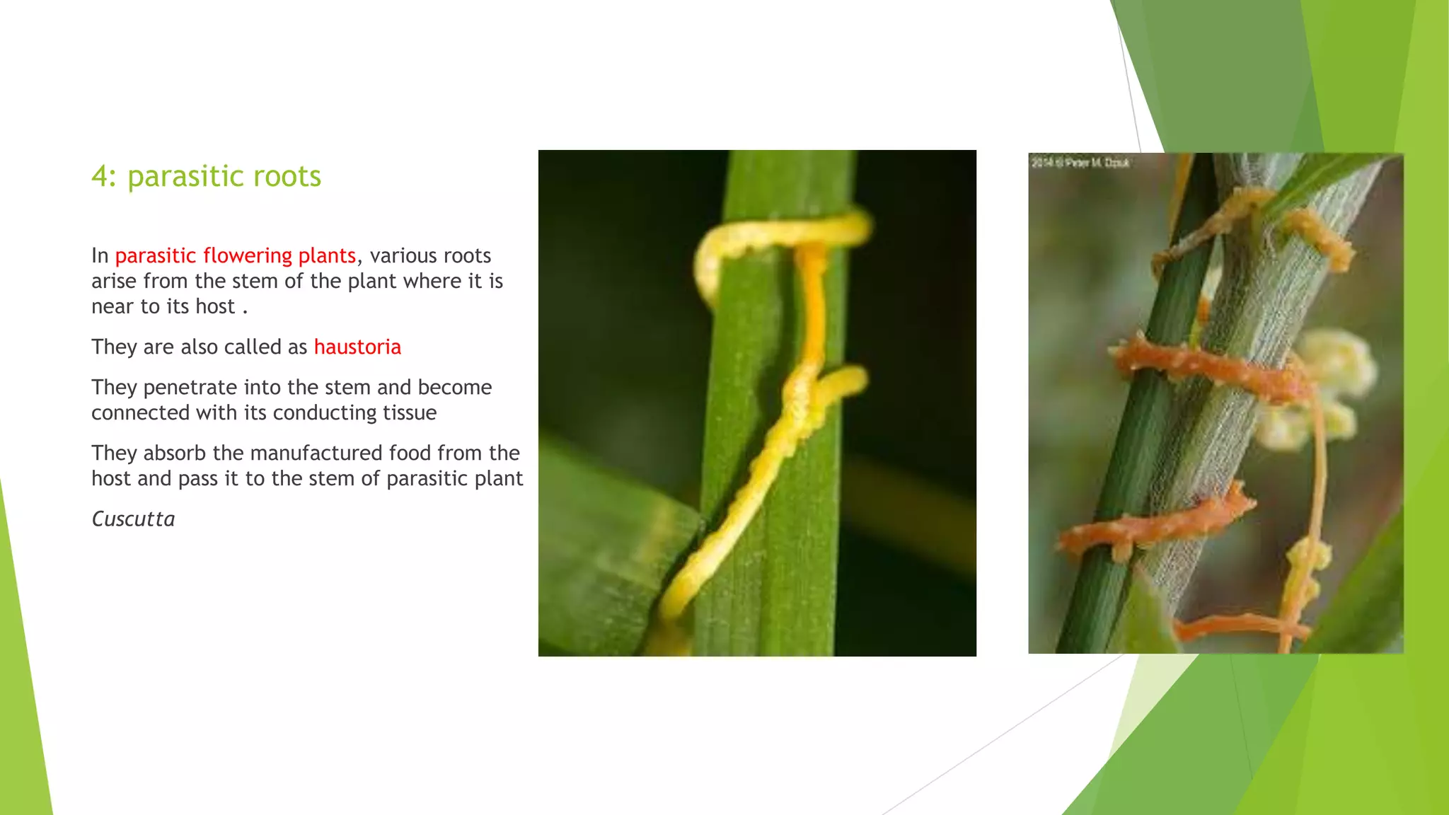 4: parasitic roots
In parasitic flowering plants, various roots
arise from the stem of the plant where it is
near to its host .
They are also called as haustoria
They penetrate into the stem and become
connected with its conducting tissue
They absorb the manufactured food from the
host and pass it to the stem of parasitic plant
Cuscutta
 