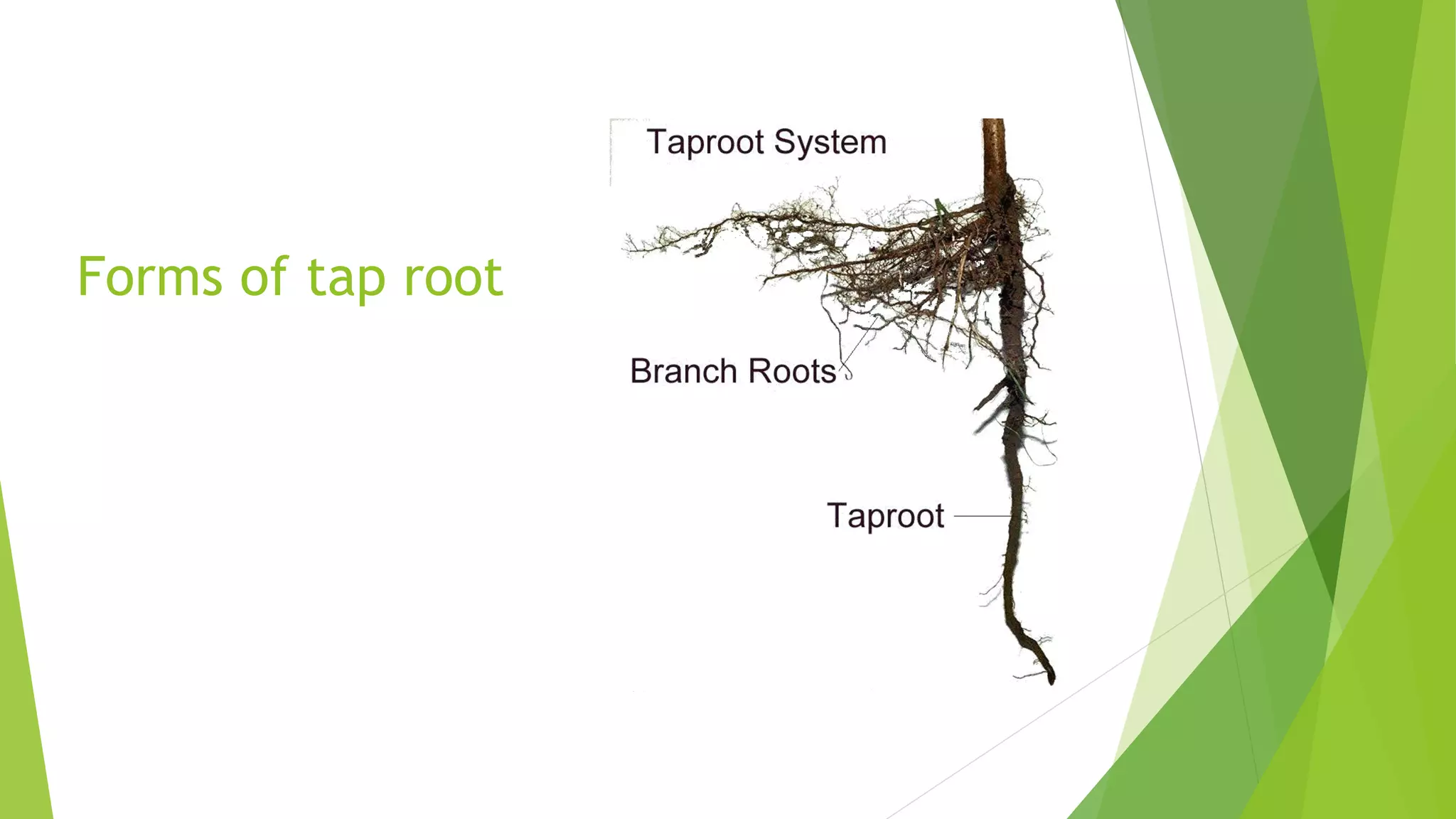 Forms of tap root
 