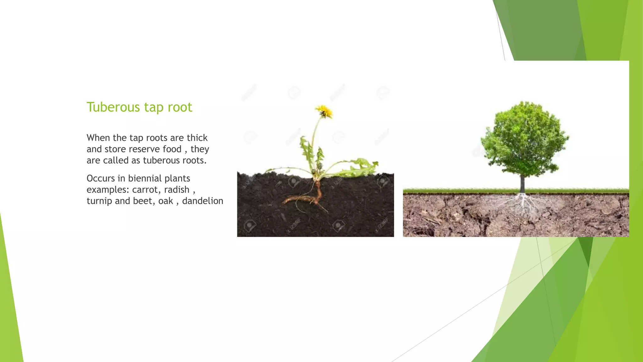 Tuberous tap root
When the tap roots are thick
and store reserve food , they
are called as tuberous roots.
Occurs in biennial plants
examples: carrot, radish ,
turnip and beet, oak , dandelion
 