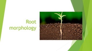 Root
morphology
 