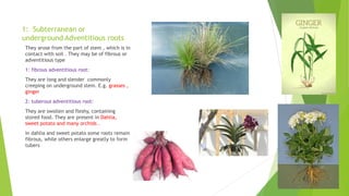 1: Subterranean or
underground Adventitious roots
They arose from the part of stem , which is in
contact with soil . They may be of fibrous or
adventitious type
1: fibrous adventitious root:
They are long and slender commonly
creeping on underground stem. E.g. grasses ,
ginger
2: tuberous adventitious root:
They are swollen and fleshy, containing
stored food. They are present in Dahlia,
sweet potato and many orchids .
In dahlia and sweet potato some roots remain
fibrous, while others enlarge greatly to form
tubers
 