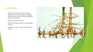 a) Stilt roots
 When the roots arise from the lower
portion of the stem and grow obliquely
down into the soil where they develop in
the normal manner
 They are called stilt roots
 They fix the plant firmly in soil and keep
it erect
 Examples : maize , sugar cane, bamboo ,
palms
 