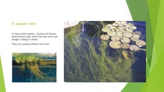 5: aquatic roots
In many water plants , clusters of fibrous
adventitious roots arise from the stem and
dangle ( swing) in water .
They are usually without root hairs
 