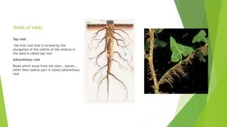 Kinds of roots
Tap root:
the first root that is formed by the
elongation of the radicle of the embryo in
the seed is called tap root
Adventitious root
Roots which arose from the stem , leaves ,
other then radicle part is called adventitious
root
 