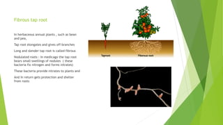 Fibrous tap root
In herbaceous annual plants , such as bean
and pea,
Tap root elongates and gives off branches
Long and slender tap root is called fibrous
Nodulated roots : In medicago the tap root
bears small swellings of nodules ( these
bacteria fix nitrogen and forms nitrates)
These bacteria provide nitrates to plants and
And In return gets protection and shelter
from roots
 