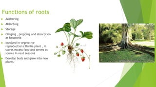 Root morphology
