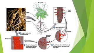 Root morphology
