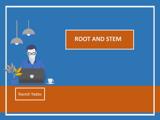 ROOT AND STEM
Ravish Yadav
 