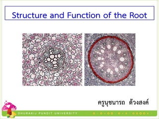 ครูนุชนารถ ด้วงสงค์
Structure and Function of the Root
 