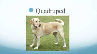 Quadruped

 