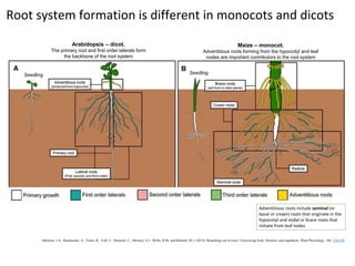 Root phenotyping | PPTX