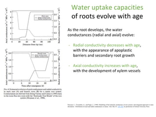 Root Ph Root phenotyping | PPTX