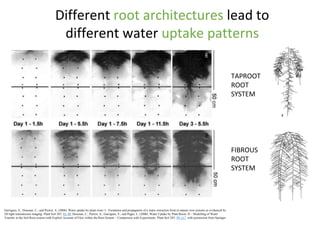 Root Ph Root phenotyping | PPTX
