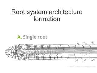 Root phenotyping | PPTX
