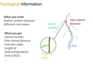 Root phenotyping | PPTX