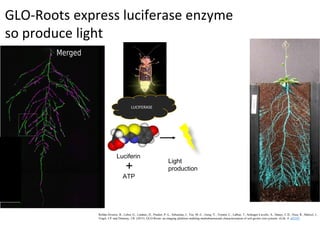 Gloroots Root phenotyping | PPTX