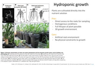 Teosinte Roots Root phenotyping | PPTX