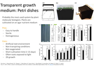 Root Ph Root phenotyping | PPTX