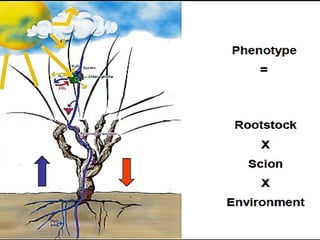 Using Roots Stock Rootstock | PPT