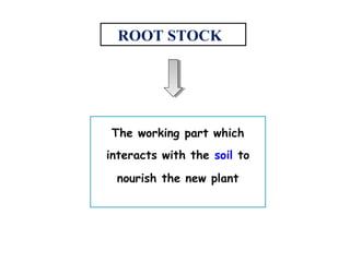 Using Roots Stock Rootstock | PPT