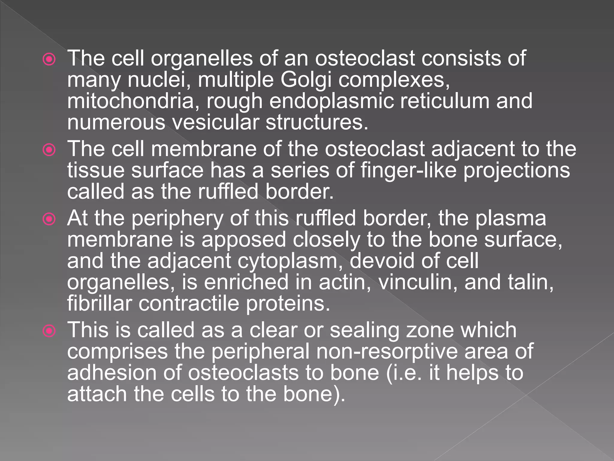  The cell organelles of an osteoclast consists of
many nuclei, multiple Golgi complexes,
mitochondria, rough endoplasmic reticulum and
numerous vesicular structures.
 The cell membrane of the osteoclast adjacent to the
tissue surface has a series of finger-like projections
called as the ruffled border.
 At the periphery of this ruffled border, the plasma
membrane is apposed closely to the bone surface,
and the adjacent cytoplasm, devoid of cell
organelles, is enriched in actin, vinculin, and talin,
fibrillar contractile proteins.
 This is called as a clear or sealing zone which
comprises the peripheral non-resorptive area of
adhesion of osteoclasts to bone (i.e. it helps to
attach the cells to the bone).
 
