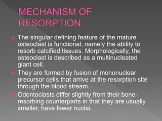  The singular defining feature of the mature
osteoclast is functional, namely the ability to
resorb calcified tissues. Morphologically, the
osteoclast is described as a multinucleated
giant cell.
 They are formed by fusion of mononuclear
precursor cells that arrive at the resorption site
through the blood stream.
 Odontoclasts differ slightly from their bone-
resorbing counterparts in that they are usually
smaller, have fewer nuclei.
 