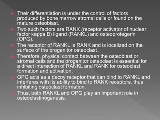  Their differentiation is under the control of factors
produced by bone marrow stromal cells or found on the
mature osteoblast.
 Two such factors are RANK (receptor activator of nuclear
factor kappa B) ligand (RANKL) and osteoprotegerin
(OPG).
 The receptor of RANKL is RANK and is localized on the
surface of the progenitor osteoclast .
 Therefore, physical contact between the osteoblast or
stromal cells and the progenitor osteoclast is essential for
a direct interaction of RANKL and RANK for osteoclast
formation and activation.
 OPG acts as a decoy receptor that can bind to RANKL and
interferes with its ability to bind to RANK receptors, thus
inhibiting osteoclast formation.
 Thus, both RANKL and OPG play an important role in
osteoclastinogenesis.
 