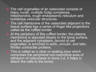  The cell organelles of an osteoclast consists of
many nuclei, multiple Golgi complexes,
mitochondria, rough endoplasmic reticulum and
numerous vesicular structures.
 The cell membrane of the osteoclast adjacent to the
tissue surface has a series of finger-like projections
called as the ruffled border.
 At the periphery of this ruffled border, the plasma
membrane is apposed closely to the bone surface,
and the adjacent cytoplasm, devoid of cell
organelles, is enriched in actin, vinculin, and talin,
fibrillar contractile proteins.
 This is called as a clear or sealing zone which
comprises the peripheral non-resorptive area of
adhesion of osteoclasts to bone (i.e. it helps to
attach the cells to the bone).
 
