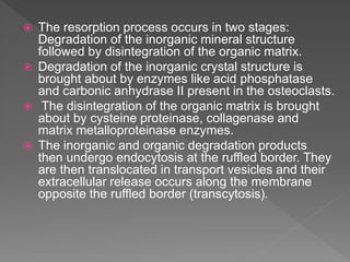  The resorption process occurs in two stages:
Degradation of the inorganic mineral structure
followed by disintegration of the organic matrix.
 Degradation of the inorganic crystal structure is
brought about by enzymes like acid phosphatase
and carbonic anhydrase II present in the osteoclasts.
 The disintegration of the organic matrix is brought
about by cysteine proteinase, collagenase and
matrix metalloproteinase enzymes.
 The inorganic and organic degradation products
then undergo endocytosis at the ruffled border. They
are then translocated in transport vesicles and their
extracellular release occurs along the membrane
opposite the ruffled border (transcytosis).
 