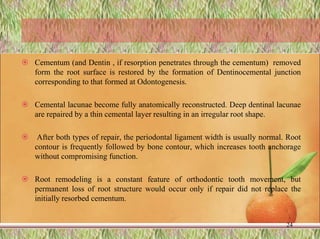  Cementum (and Dentin , if resorption penetrates through the cementum) removed
form the root surface is restored by the formation of Dentinocemental junction
corresponding to that formed at Odontogenesis.
 Cemental lacunae become fully anatomically reconstructed. Deep dentinal lacunae
are repaired by a thin cemental layer resulting in an irregular root shape.
 After both types of repair, the periodontal ligament width is usually normal. Root
contour is frequently followed by bone contour, which increases tooth anchorage
without compromising function.
 Root remodeling is a constant feature of orthodontic tooth movement, but
permanent loss of root structure would occur only if repair did not replace the
initially resorbed cementum.
24
 